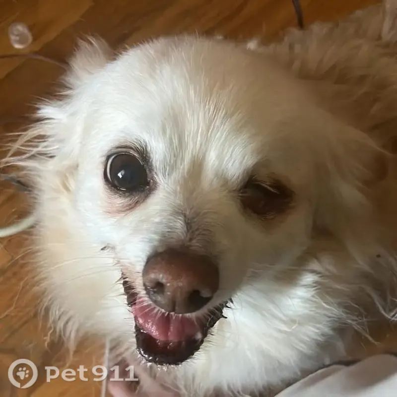 Lost dog, Avery Avenue, 805, Syracuse - female, blind in left eye - photo
