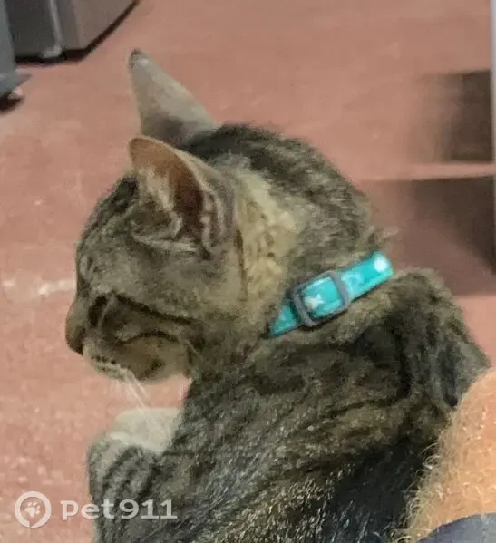 Perdido gato masculino, Las Barracas, Región de Murcia, Madrid - con collar turquesa y microchip - photo