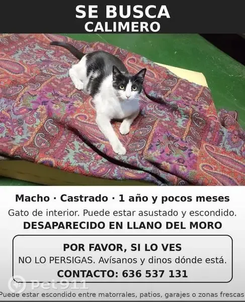 Perdido gato macho, Calle El Escaldon, Santa Cruz de Tenerife, Sevilla - blanco y negro - photo