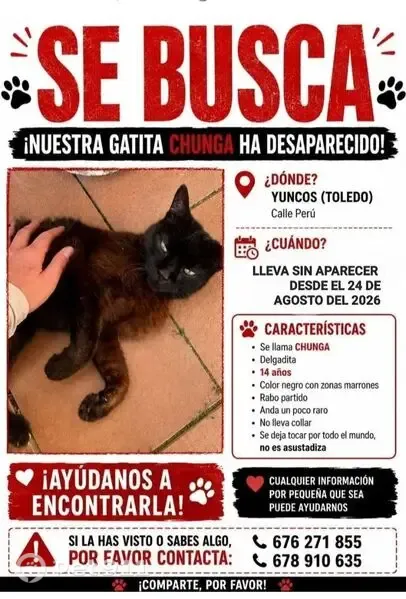 Perdido gato hembra, Calle Peru, 8, Parla - muy cariñosa y delgada - photo