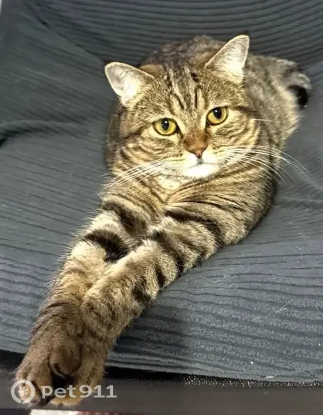 Perdido gato hembra, Calle Fosforito, 9, Los Barrios, Algeciras - patas cortas y cara medio chata - photo