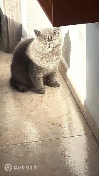 Perdido gato hembra, Carrer d'Isaac Albéniz, 26, Barcelona - cojea porque le falta el pie derecho - photo