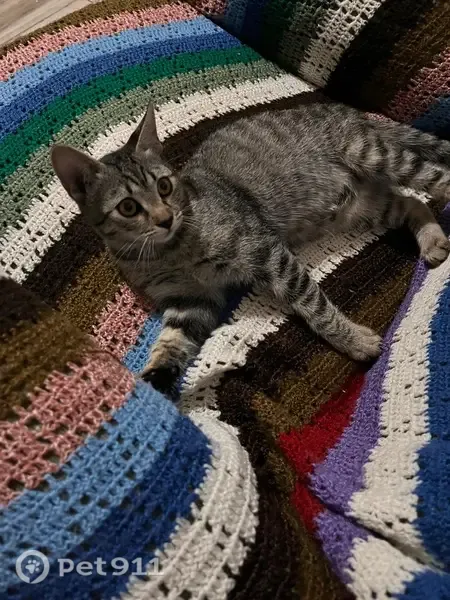 Encontrado gato masculino en Avenida de la Mancha, 27, Corral de Almaguer, Alcazar de San Juan - grisáceo y muy cariñoso - photo