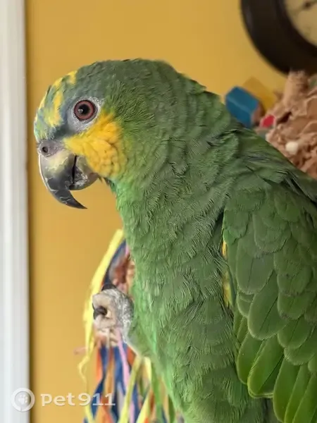 Lost bird, Geary Drive, Middletown Township, North Middletown — green with yellow cheek feathers - photo
