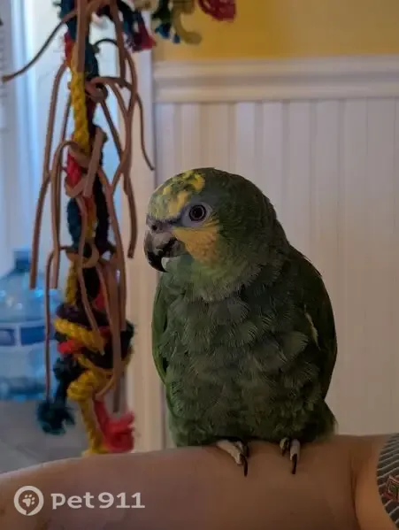 Lost bird, Geary Drive, 197, Middletown Township, Manhattan - orange-winged Amazon parrot - photo