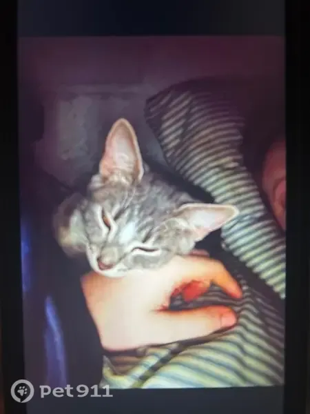 Lost cat, Walker Lake Road, 2205, Mansfield - female gray tabby with white markings - photo