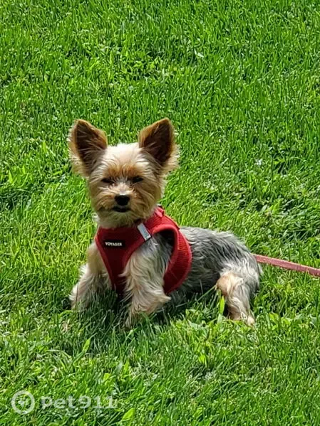 Lost dog, Newton Avenue, 270, Riverhead, Hampton Bays — male, red harness - photo