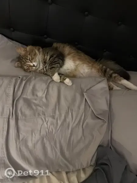 Lost cat, South Moore Drive, 2630, Denver - male tabby - photo