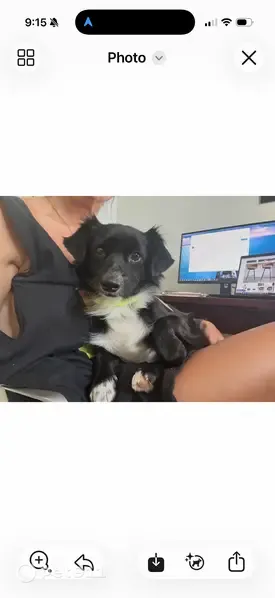 Lost dog, Lincoln, Nebraska, Omaha — scared rescue - photo