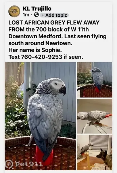 Lost bird, West 11th Street, Medford, Arlington — female African grey parrot Sophie - photo