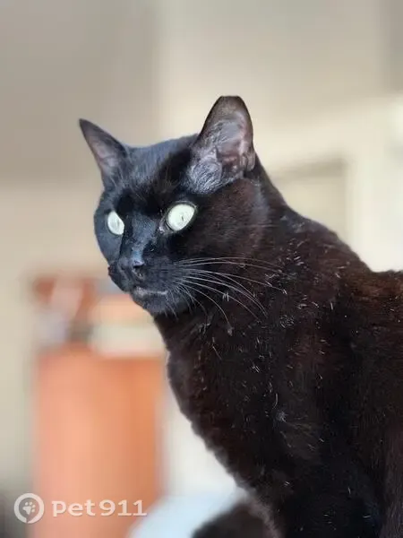 Perdido gato macho, Camiño Castro Castriño, 31, Vigo | negro, ojos verdes y castrado - photo