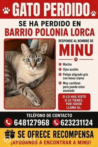 Perdido gato macho, Calle Pintor Alonso de Monreal, 12, Lorca — gris claro atigrado y ojos azules - photo