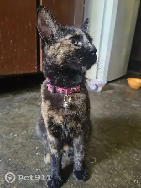 Encontrado gato en Calle Felipe Ángeles, 190, Santiago de Querétaro — con collar rosado y cascabel - photo