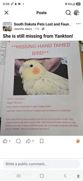 Lost bird, Locust Street, 1501, Yankton — female cockatiel, 5 months old - photo