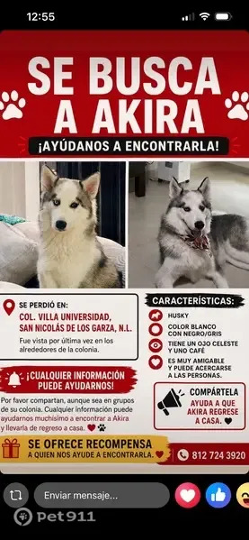 Perdido perro hembra, San Nicolás de los Garza, Nuevo León, Mexico City - husky muy amigable - photo