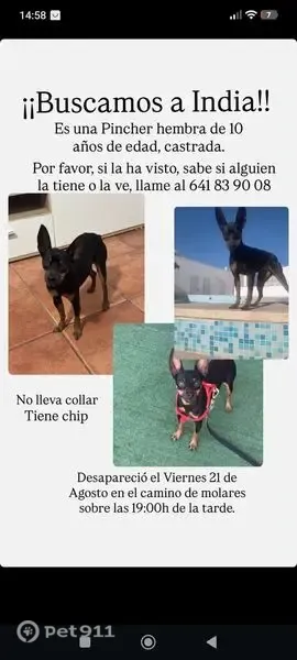 Perdido perro hembra, Camino los Molares, 12D, Utrera - Pincher de 10 años, rabo corto y castrada - photo