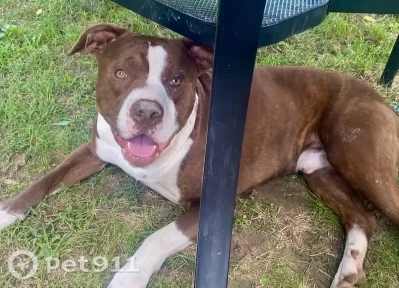 Lost dog, Glendale Hodgenville Road West, 1405, Glendale — reddish brown with white markings, blue collar - photo