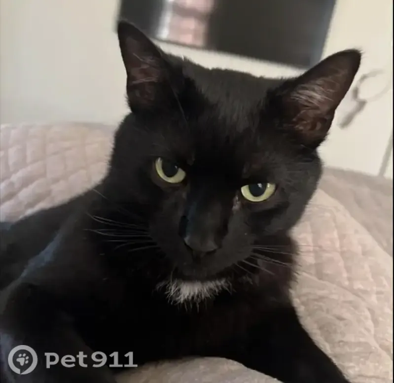 Lost cat, Pine Street, Blue Point, Jersey City - black cat with a white tuft on the neck - photo
