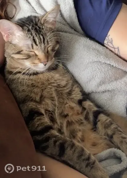 Lost cat, Northwest Roanridge Road, 7831, Kansas City — gray-brown striped, chunky build - photo