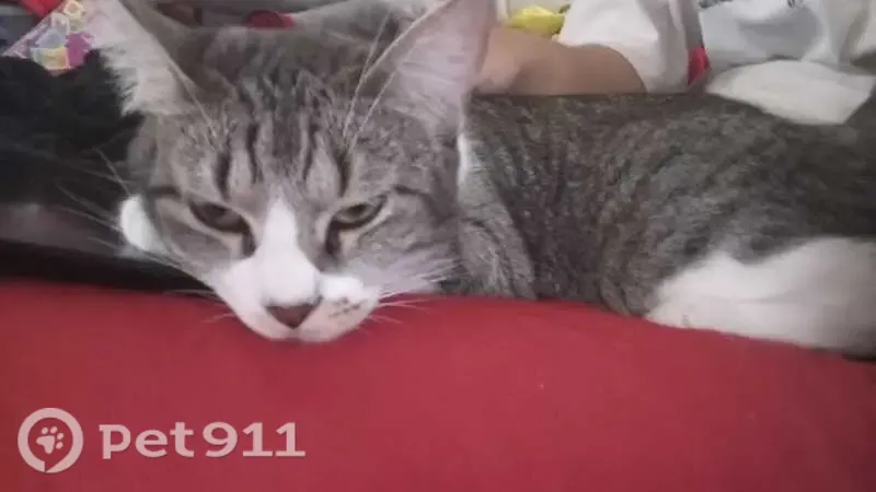 Perdido gato hembra, Calle 25, 219, San Nicolás de los Garza - gris rayada y cariñosa - photo