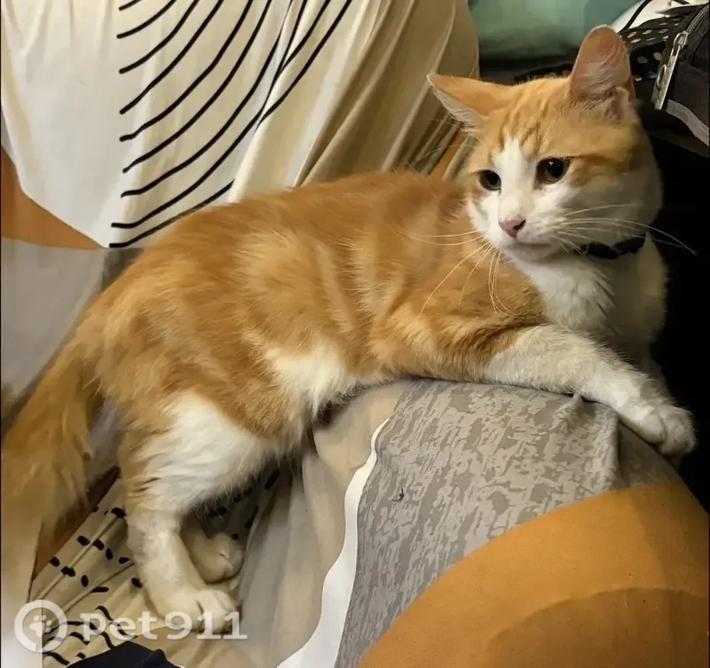 Lost cat, Northwest 29th Manor, 10825, Sunrise - male, ginger chin, floofy tail - photo