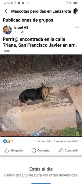 Perdido perro hembra, Calle Santander, 10, Arrecife — asustadiza - photo