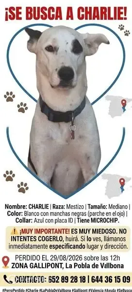 Perdido perro macho, Polígono Sector 01 Pl 05, 34, Riba-roja de Túria, Manises - grande y blanco con manchas - photo