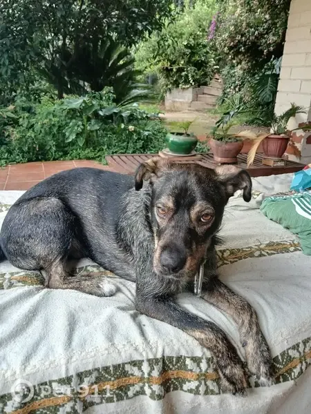 Perro perdido macho, Avinguda de Can Volard, Cànoves, Granollers - sin collar y no se deja coger - photo