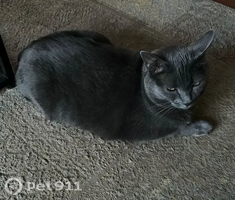 Lost cat, Starkey Avenue, 1302, Pretoria - grey domestic cat, very scared of people - photo