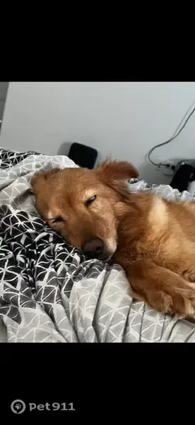 Lost dog, Rich Beem Boulevard, El Paso - 9-year-old female with fuzzy feet - photo