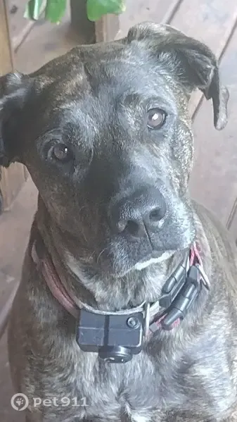 Lost dog, Hollenbeck Road, 4044, Marathon Township, Columbiaville — brindle female - photo
