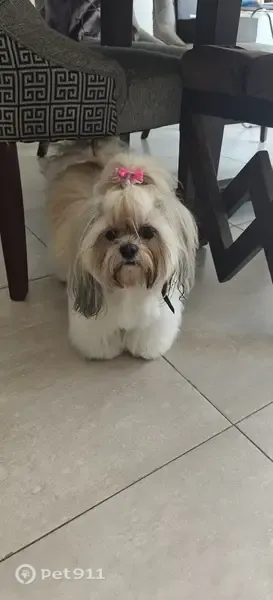 Perdido perro hembra, Avenida Sendero De Los Robles, 4271, Zapopan, Nuevo Mexico - shih tzu con moño rosa - photo