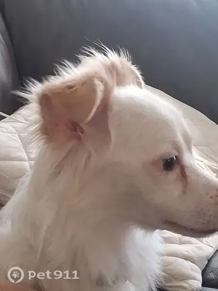 Found dog, Tamarus Street, 114, Las Vegas - male, shy and very skinny - photo