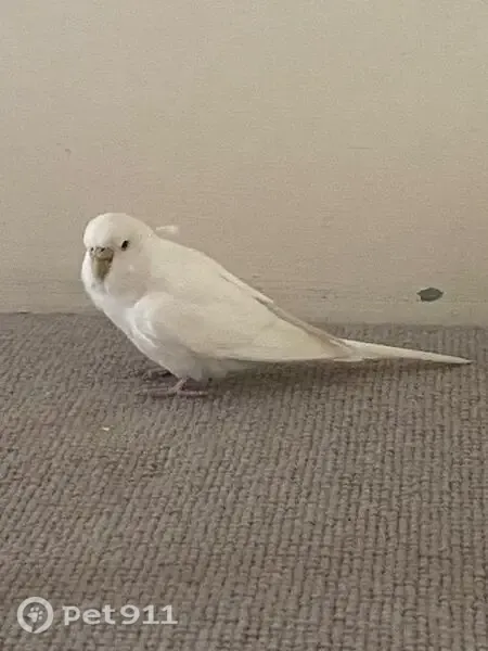 Found bird, Dafforne Road, England, Kirby Muxloe - white, well-groomed - photo
