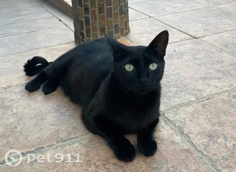Perdido gato hembra, Ronda de la Huerta Nueva, Utrera, Madrid - negra con ojos verdes, pequeña, con chip y castrada - photo