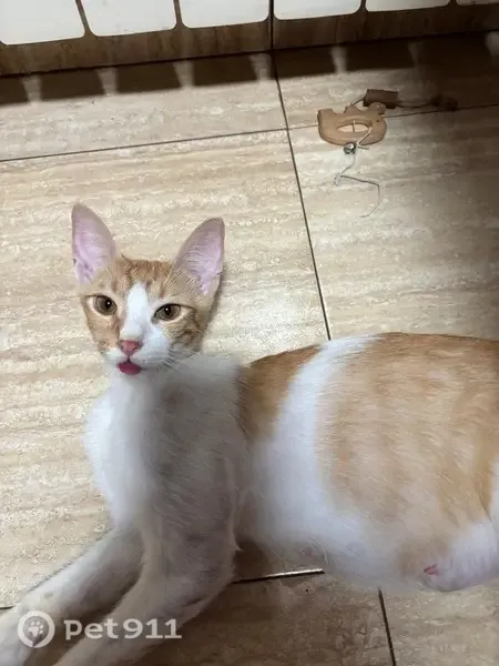 Perdido gato hembra, Carrer de Sabadell, 47, Rubí, Vilanova i la Geltru - gata muy delgada - photo