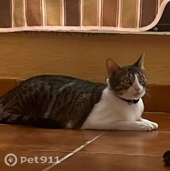 Perdido gato hembra, Carrer Benidorm, 37, El Grau de Moncofa, Barcelona - parda y blanca - photo