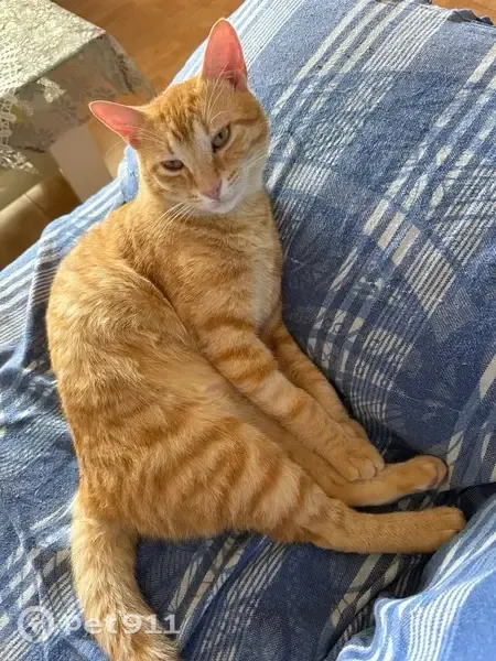 Perdido gato macho, Diseminado Carretera Lorca, 91, Alcantarilla - photo