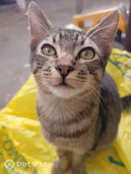 Gato perdido macho, Calle Valle de Matamoros, 263, Hacienda Santa Fe - cafecito, nariz rosa - photo