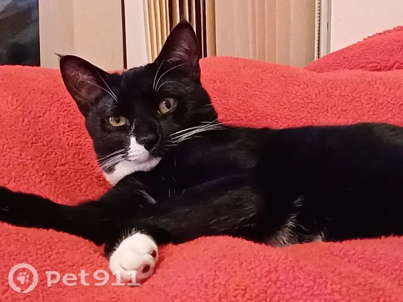 Lost cat, Halifax — male, tuxedo black and white, chipped - photo