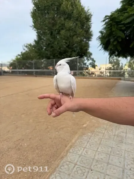 Encontrada ave, Plaça de Salvador Riera, 2, el Guinardo - ninfa blanca con detalles en negro - photo