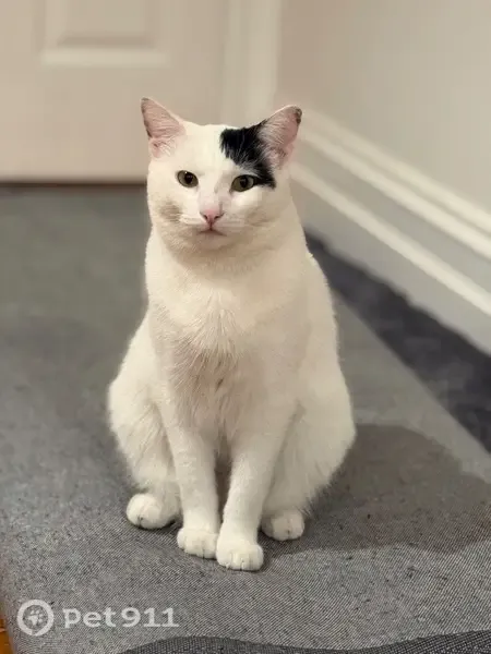 Perdido gato macho, Avinguda de França, 159, València - muy dócil, castrado y con chip - photo