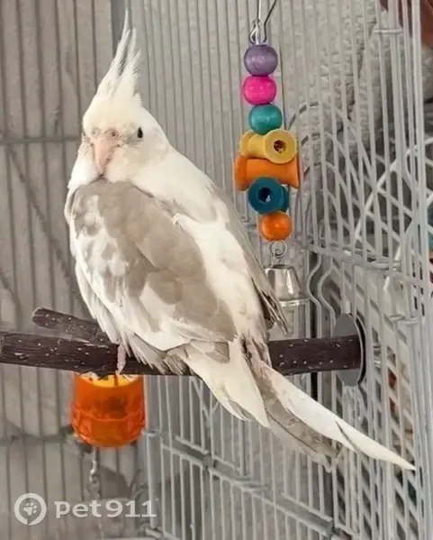 Lost Bird, Northwest 62nd Avenue, 19055, Hialeah - very friendly - photo