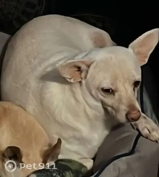 Lost dog, River Park Road, 529, McGregor - white Chihuahua mix - photo