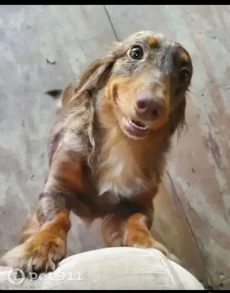 Lost dog, Quartz Lane, 134, Elgin, Richardson - female, microchipped - photo