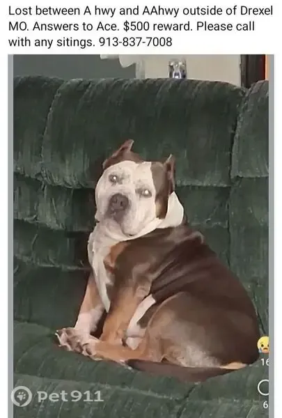 Lost dog, Drexel, Missouri, Adrian - short potato-type dog with cool markings - photo