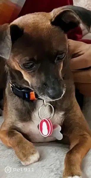 Lost dog, 70th Street West, 4538, Bradenton - small brown Chihuahua, female - photo