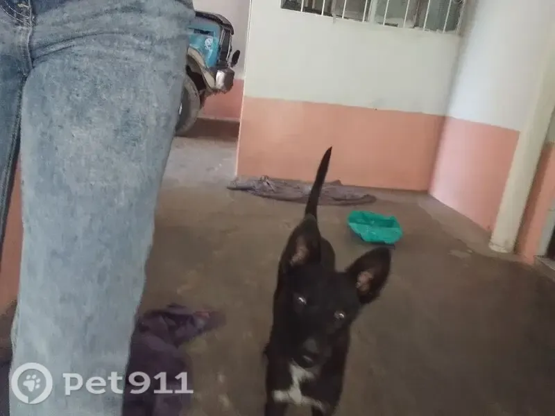Perdido perro macho, 10 de Febrero, 107, Victoria de Durango - negro con pecho blanco - photo