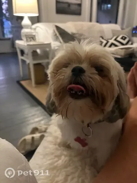 Lost dog, female, Bowman Avenue, Indianapolis - shy rescue dog - photo