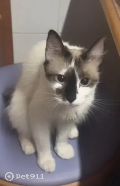 Perdido gato hembra, Avenida Juan Carlos I, 10, Alcala de Henares - con pon pon y nariz negra - photo